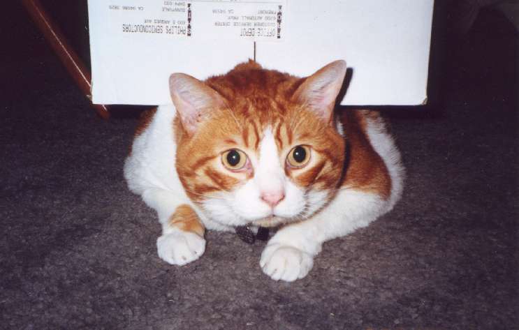 cowardly_cat.jpg (33156 bytes)